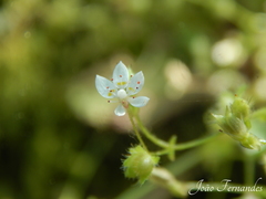 Micranthes clusii lepismigena