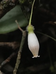 Sphyrospermum buxifolium