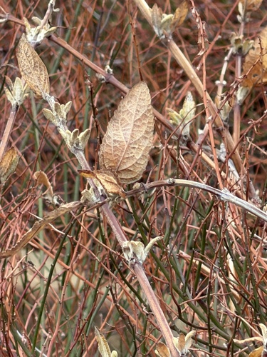 Lepechinia calycina observed 2026-10-22