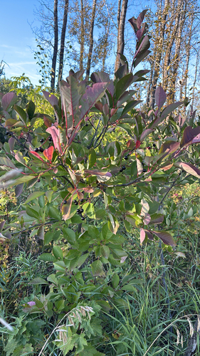 chokecherry photograph by the iNaturalist community
