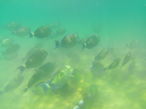Acanthurus blochii observed 2026-10-15