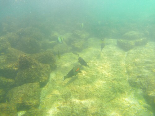 Acanthurus olivaceus, 2026-10-15