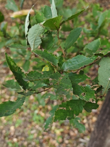 Quercus serrata observed 2026-10-23