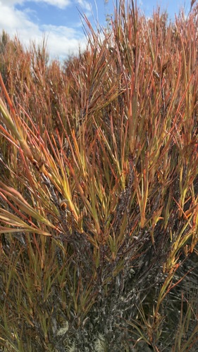 Dracophyllum subulatum observed 2026-10-09