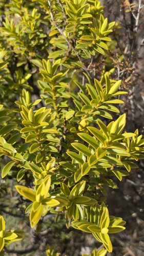 Veronica odora observed 2026-10-09
