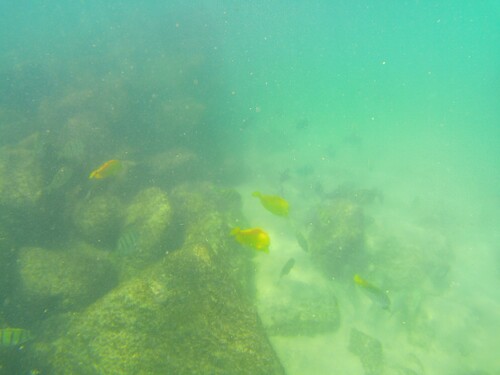 Zebrasoma flavescens observed 2026-10-15
