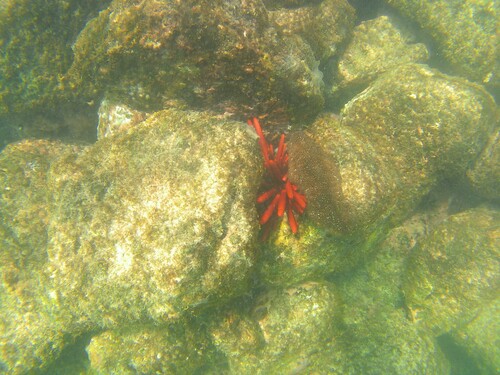 Heterocentrotus mamillatus observed 2026-10-15