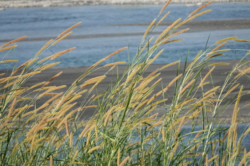 Cenchrus purpureus observed 2026-10-20