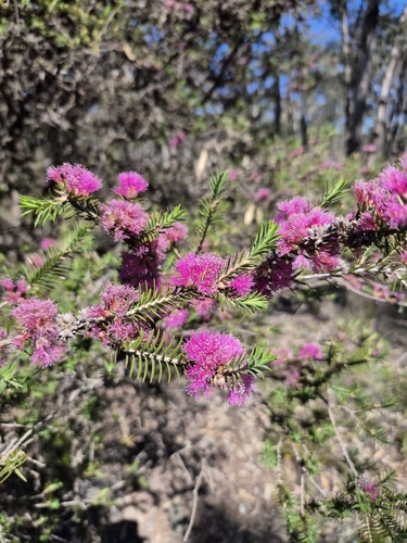 Melaleuca wilsonii observed 2026-10-22