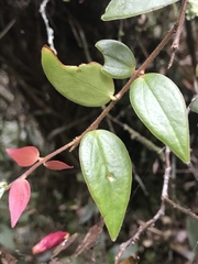 Sphyrospermum buxifolium