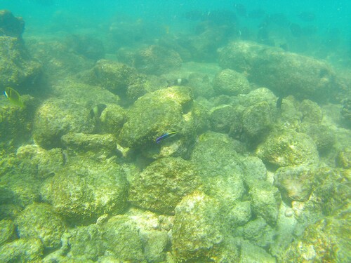 Labroides phthirophagus observed 2026-10-15