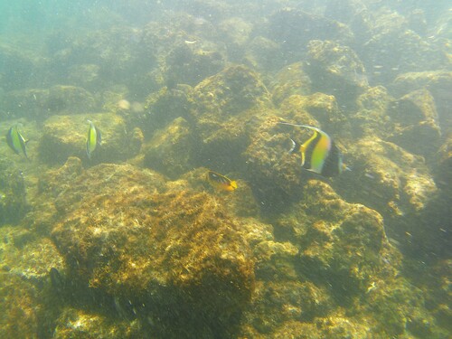Chaetodon quadrimaculatus observed 2026-10-15