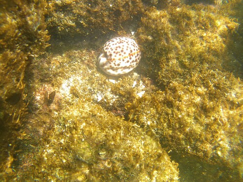 Cypraea tigris observed 2026-10-15