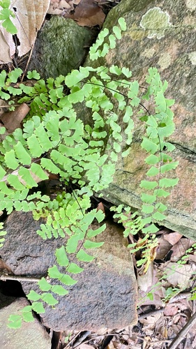 Adiantum philippense observed 2026-10-12
