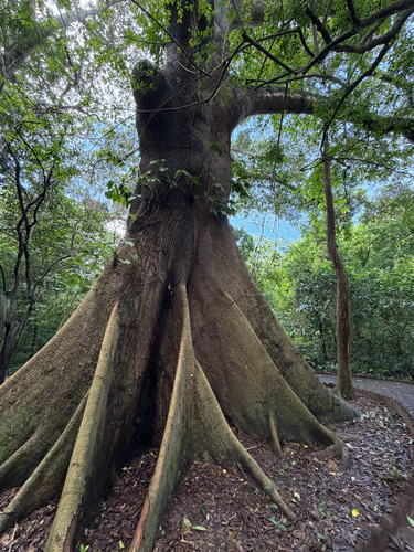Ceiba pentandra observed 2026-10-22