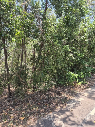 Exocarpos latifolius observed 2026-10-23