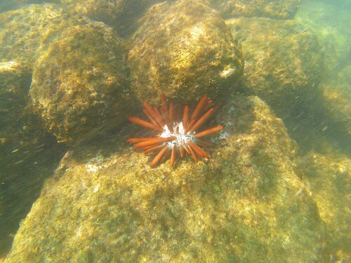 Heterocentrotus mamillatus observed 2026-10-15