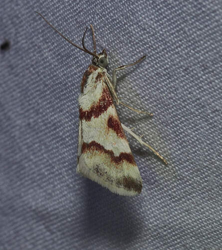 Rufous-banded Crambid Moth