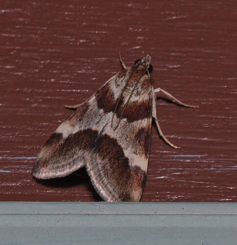 Rufous-banded Crambid Moth