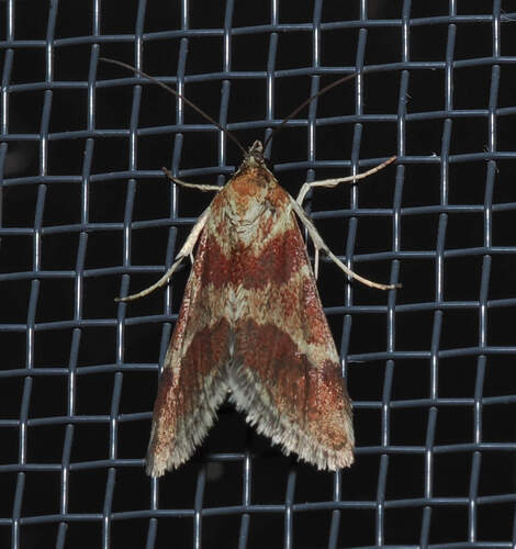 Rufous-banded Crambid Moth