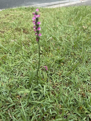 Spiranthes australis observed 2026-10-23