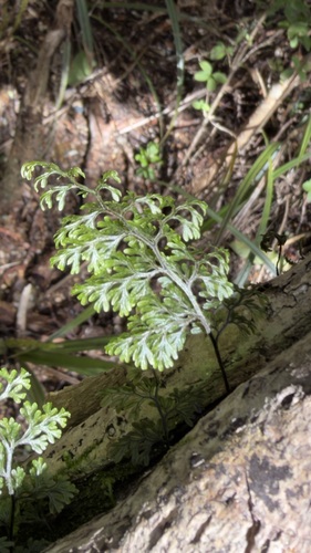 Hymenophyllum polyanthos observed 2026-10-09