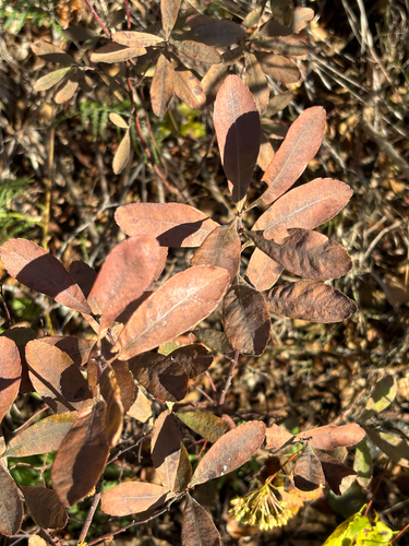 Myrica gale observed 2026-10-22