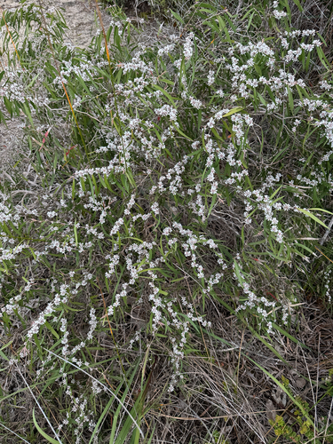 Agonis flexuosa, 2026-10-23