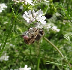 Apis mellifera
