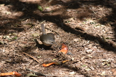 Troglodytes sissonii