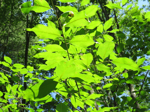 black cherry photograph by the iNaturalist community