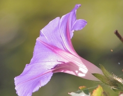 common morning glory (Ipomoea purpurea): origin and uses — photo 2