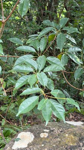 Elaeocarpus japonicus observed 2026-10-17