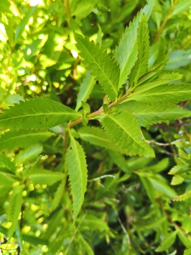 Haloragis erecta observed 2026-10-23