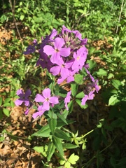 Hesperis matronalis