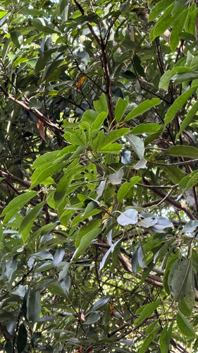 Daphniphyllum pentandrum observed 2026-10-17