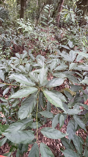 Elaeocarpus japonicus observed 2026-10-17