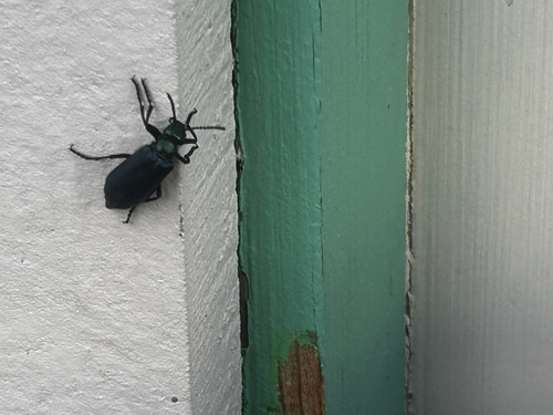 Green Blister Beetle