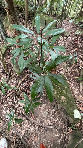 Lithocarpus brevicaudatus observed 2026-10-17