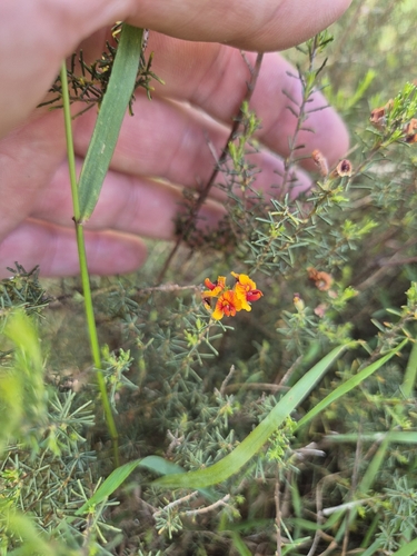 Dillwynia cinerascens, 2026-10-23