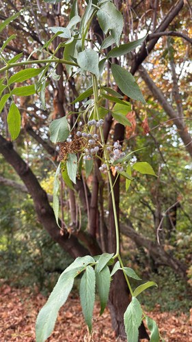 Sambucus mexicana observed 2026-10-22