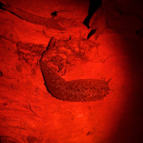 Athoracophorus, 2026-10-09