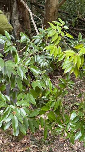 Castanopsis carlesii observed 2026-10-17