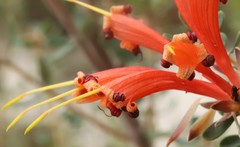 Lambertia inermis