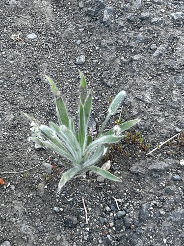 Woolly Plantain