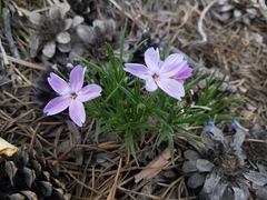 Phlox sibirica