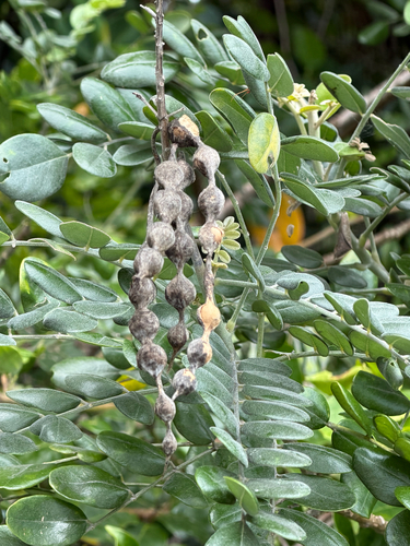 Sophora tomentosa observed 2026-10-23