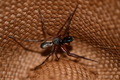 Megalostrata
