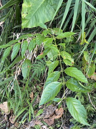 Uncaria observed 2026-10-20