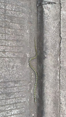 Euprepiophis mandarinus